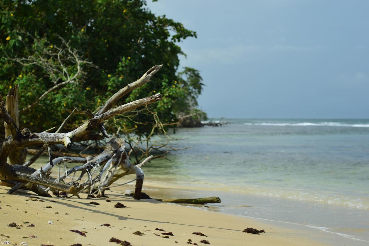 Jungle Paunch Villa Bocas Town Exterior photo
